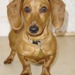 Meet your Posher, Tommy